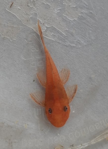 Roter Antennenwels L144, Ancistrus sp. Red